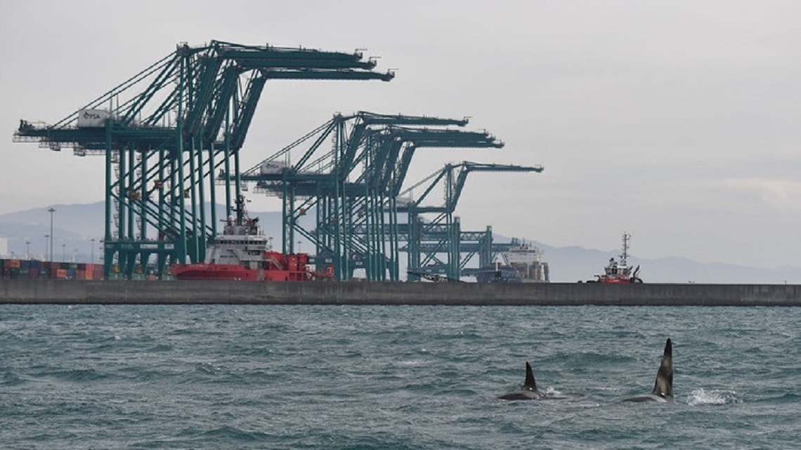 I Ports of Genoa avviano il primo bilancio di sostenibilità